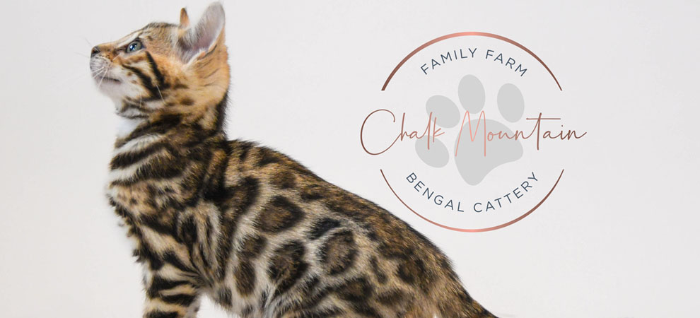 Bengal kitten for sale